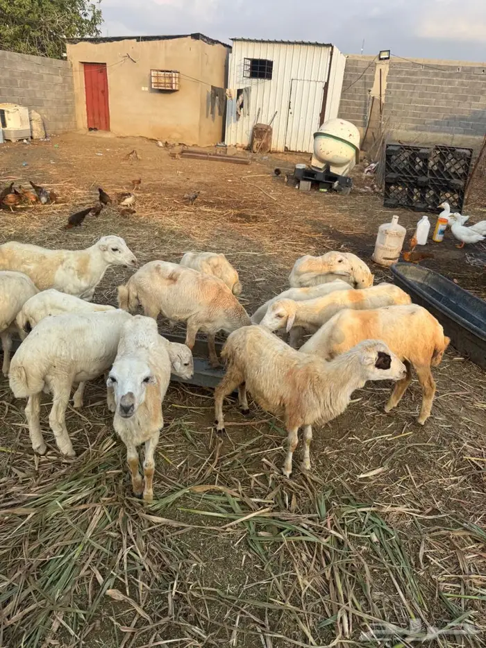 خرفان تربية بلدي 0