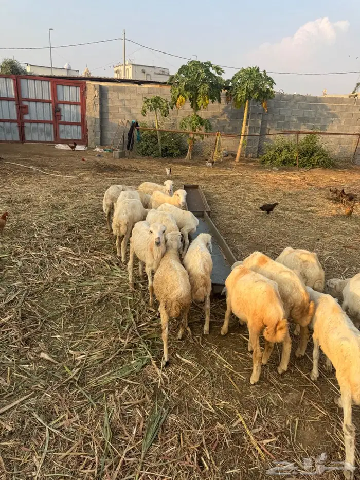 خرفان تربية بلدي 1