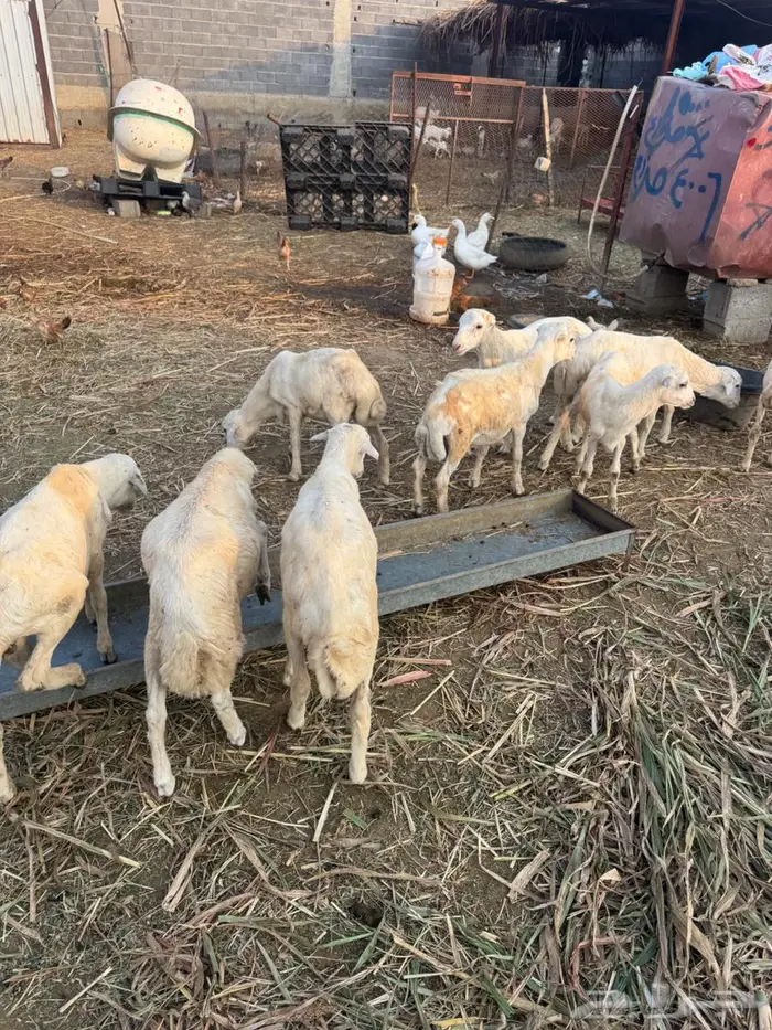 خرفان تربية بلدي 3