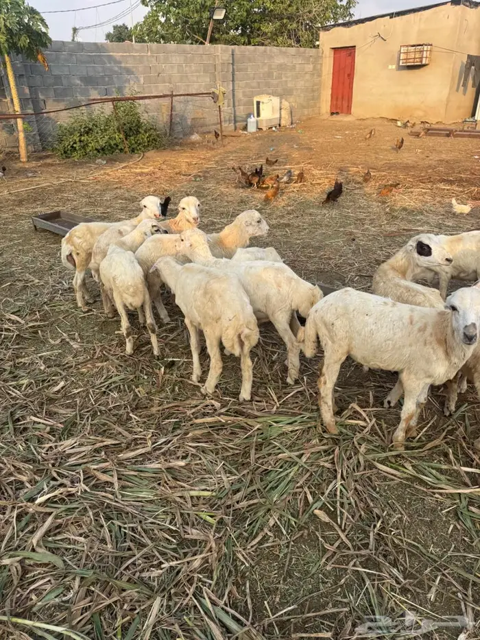 خرفان تربية بلدي 5