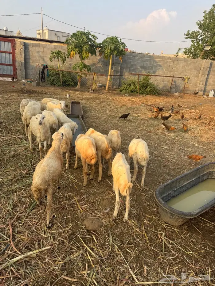 خرفان تربية بلدي 8