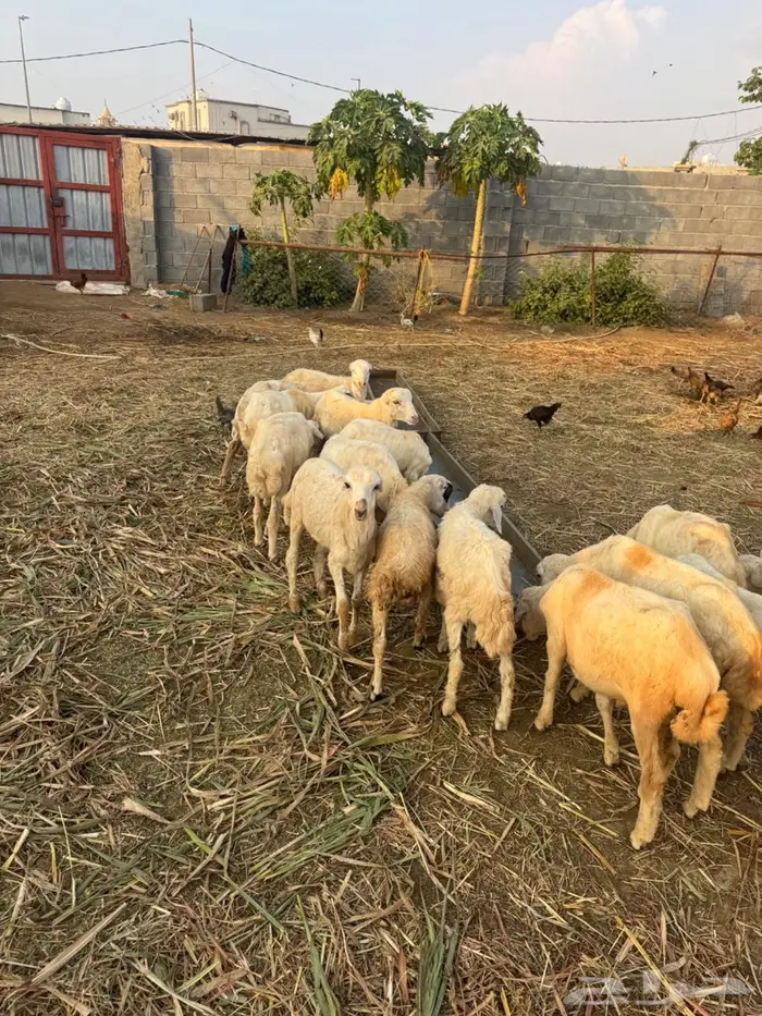 خرفان تربية بلدي 7