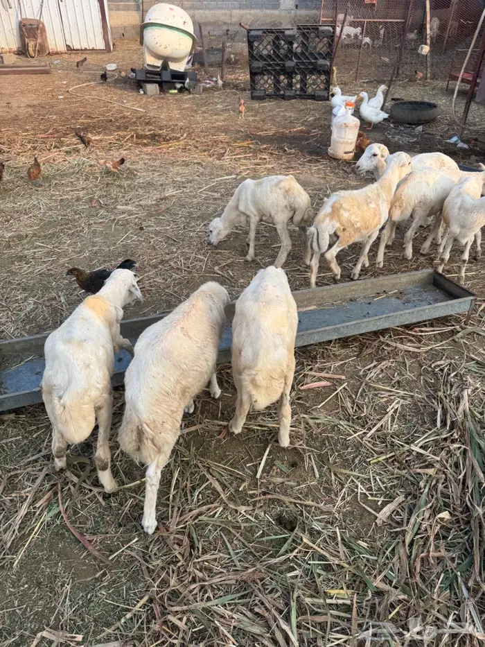 خرفان تربية بلدي 2