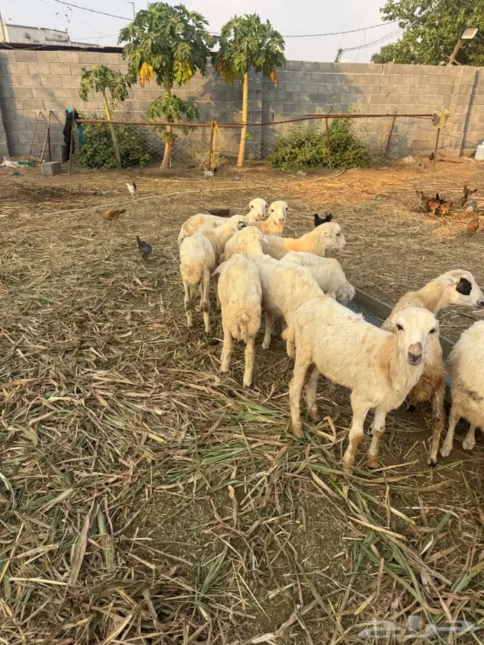 خرفان تربية بلدي 4