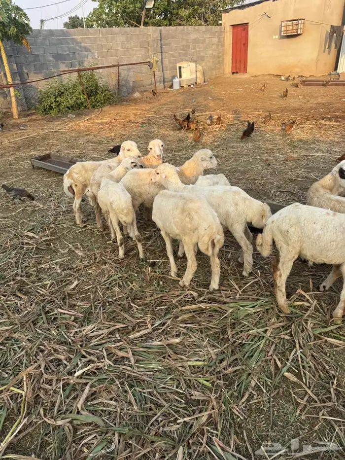 خرفان تربية بلدي 6
