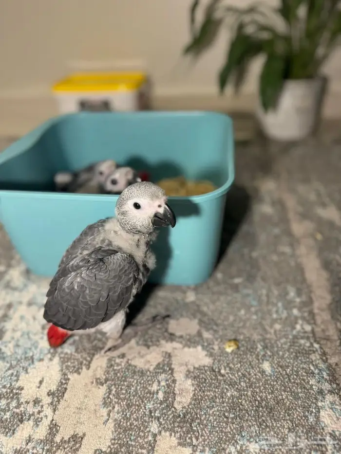 فروخ كاسيكو كونقو ماشاءالله 0