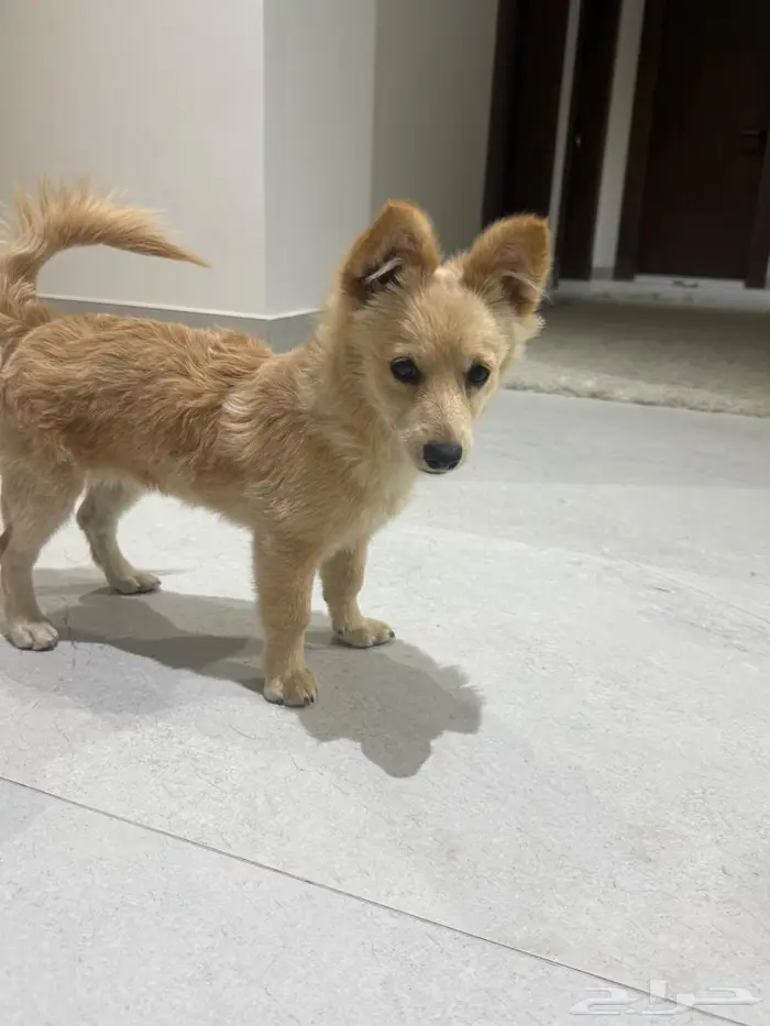 كلبة للبيع من نوع سبيتز -بومرينيان 2