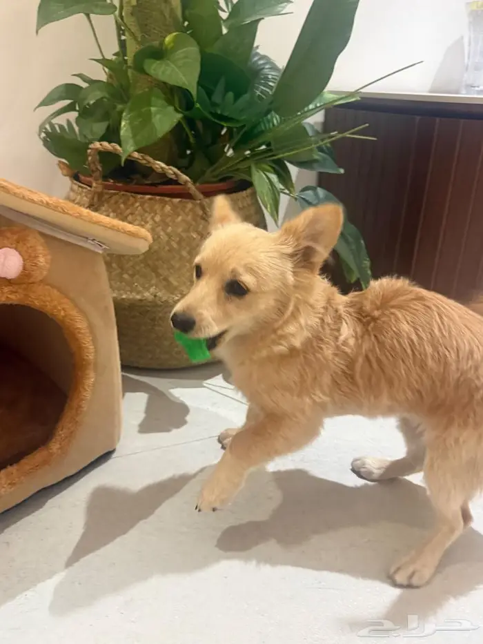 كلبة للبيع من نوع سبيتز -بومرينيان 1