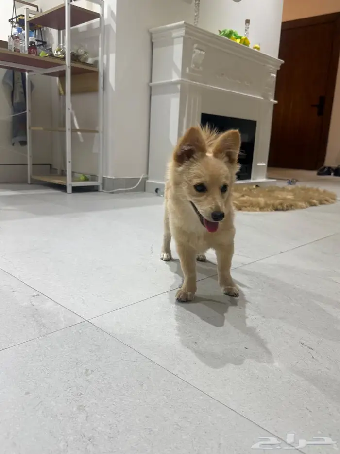 كلبة للبيع من نوع سبيتز -بومرينيان 3