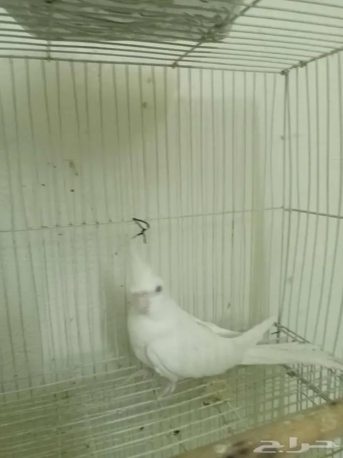 كوكتيل ألبينو 1