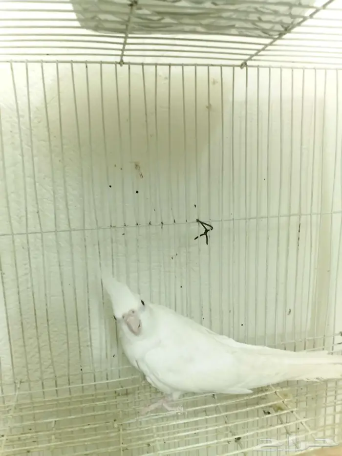 كوكتيل ألبينو 0