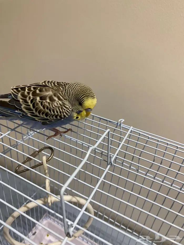 طير حب ذكر للبيع 1