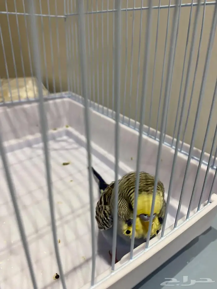 طير حب ذكر للبيع 0