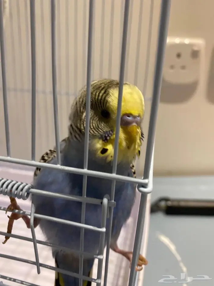 طير حب ذكر للبيع 2