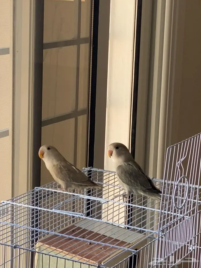 للبيع  عصافير روز أليفين 0