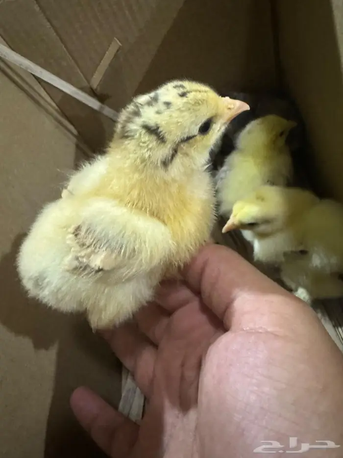 بيض براهما مخصب 4