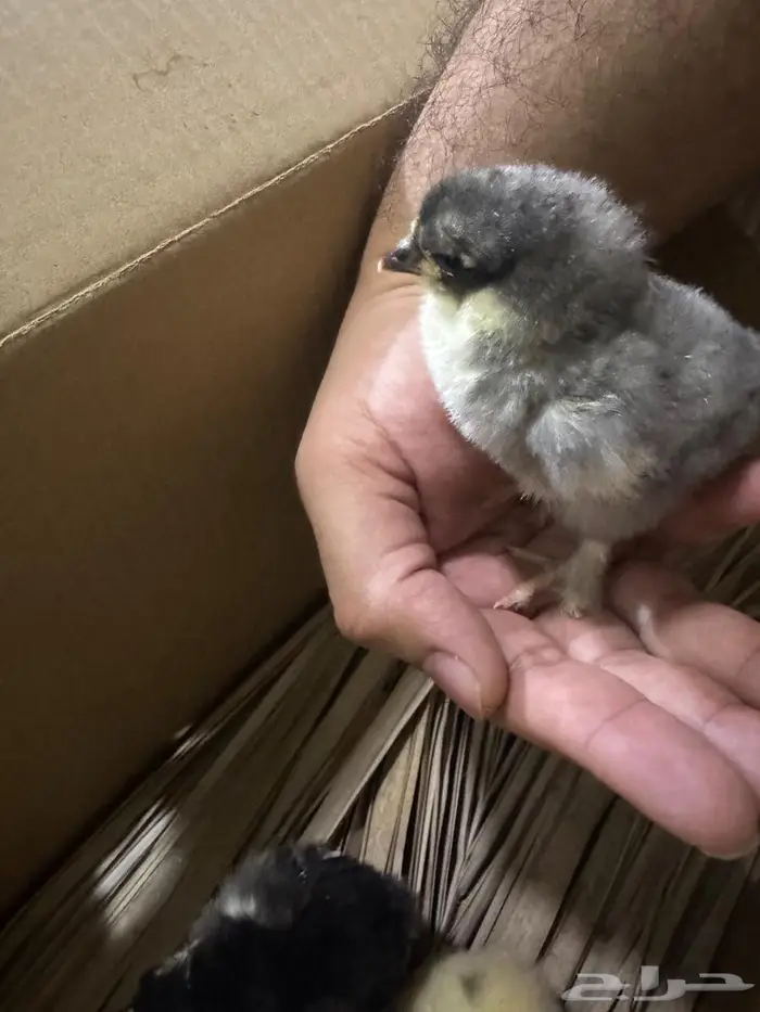 بيض براهما مخصب 5