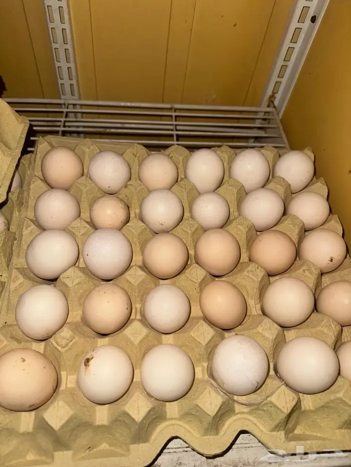 بيض براهما مخصب 0