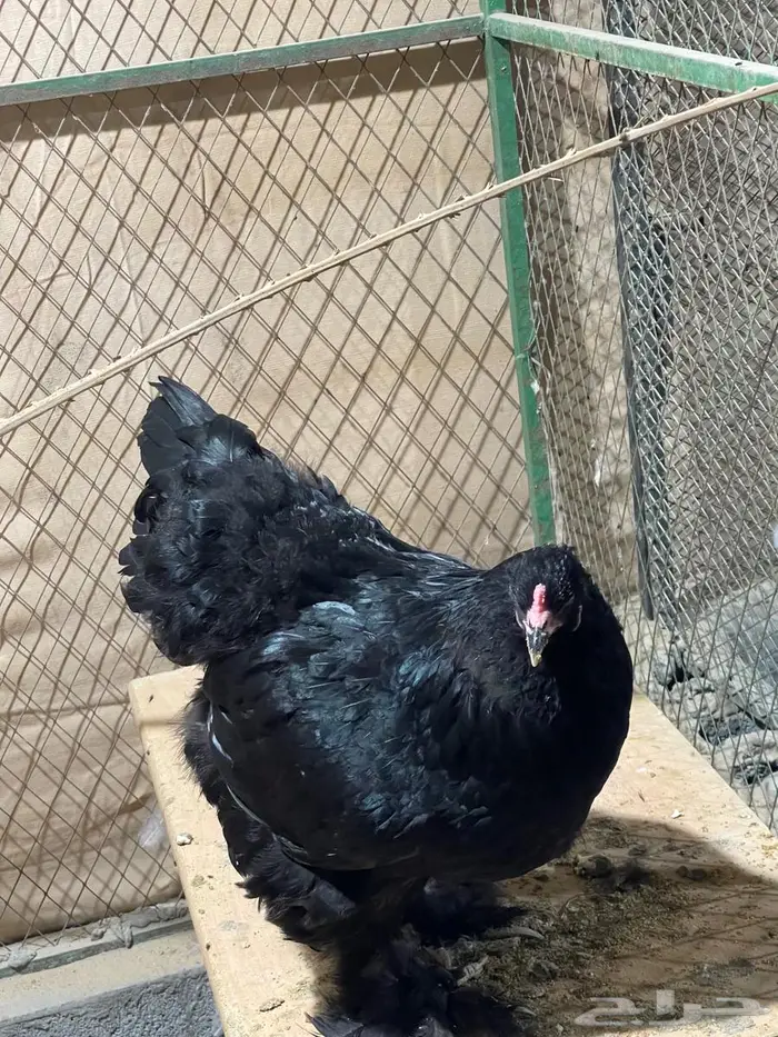 بيض براهما مخصب 2