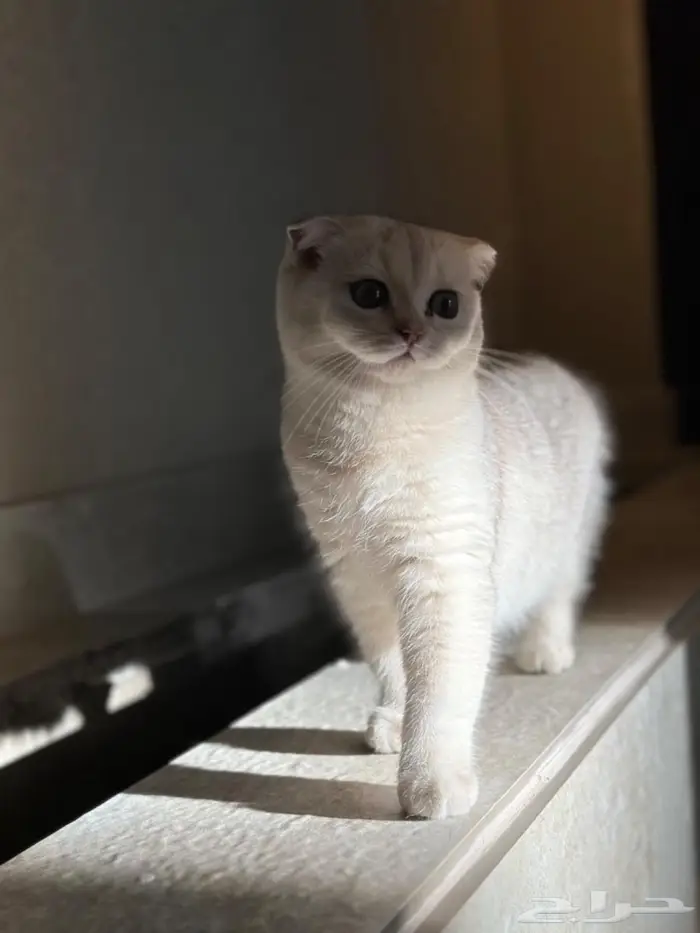 قطة انثى للبيع لمحبين الإنتاج (ممكن تكون حامل) 2