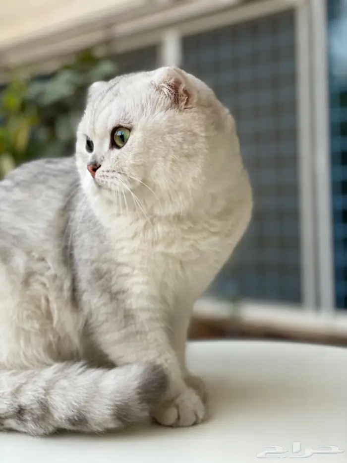 قطة انثى للبيع لمحبين الإنتاج (ممكن تكون حامل) 4