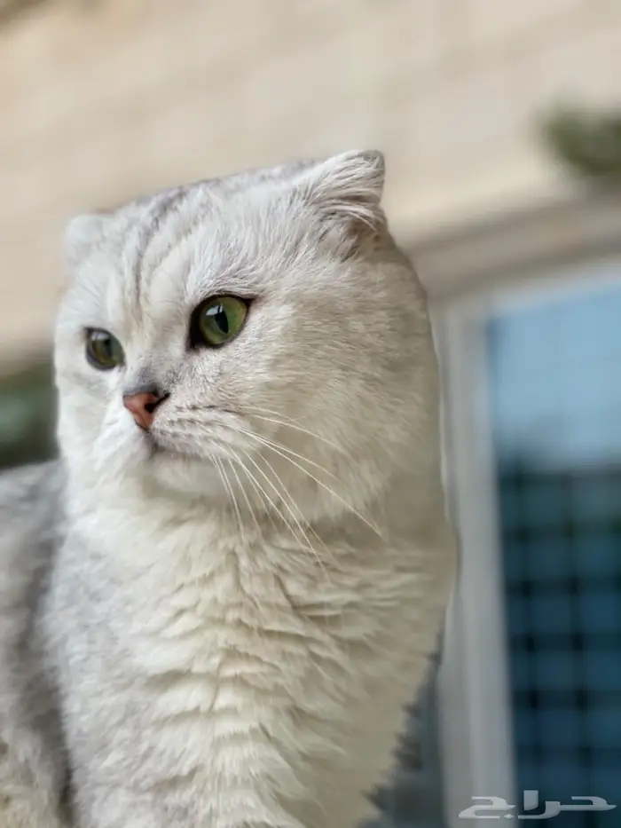 قطة انثى للبيع لمحبين الإنتاج (ممكن تكون حامل) 3