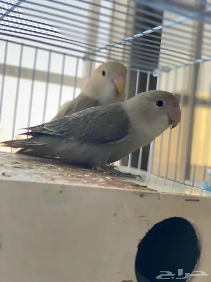 للبيع  عصافير روز أليفين 1