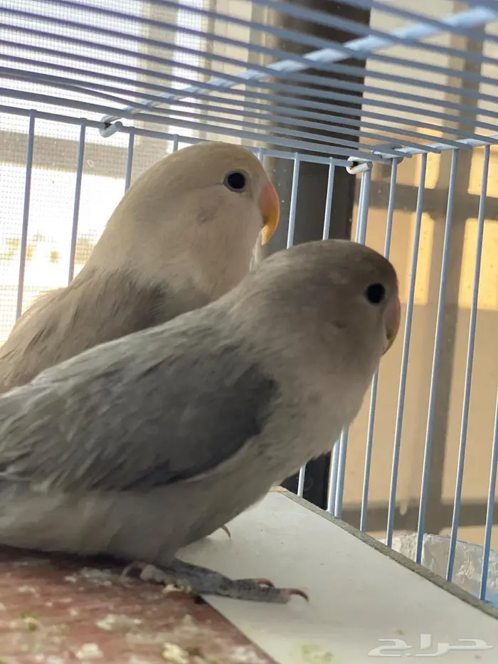 للبيع  عصافير روز أليفين 7