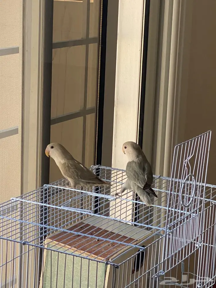 للبيع  عصافير روز أليفين 8