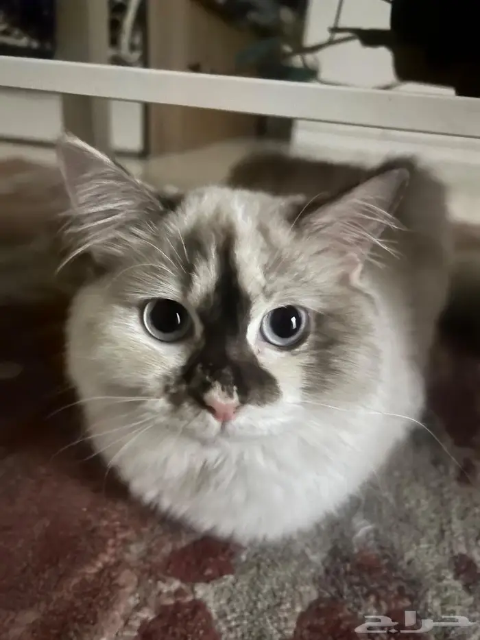 قطة للتبني 1