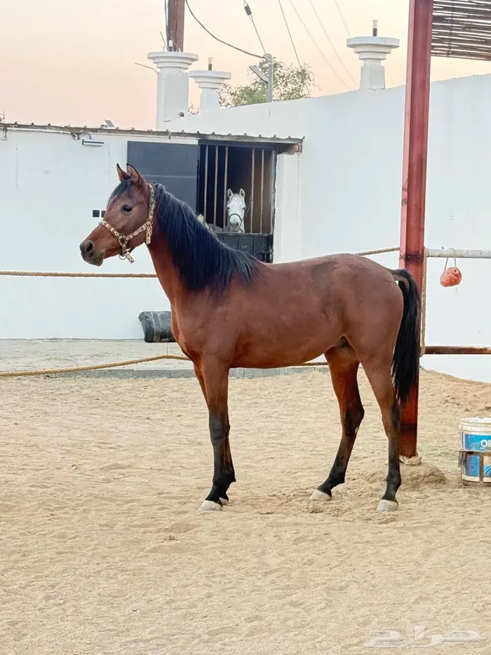 مهر واهو للبيع 0