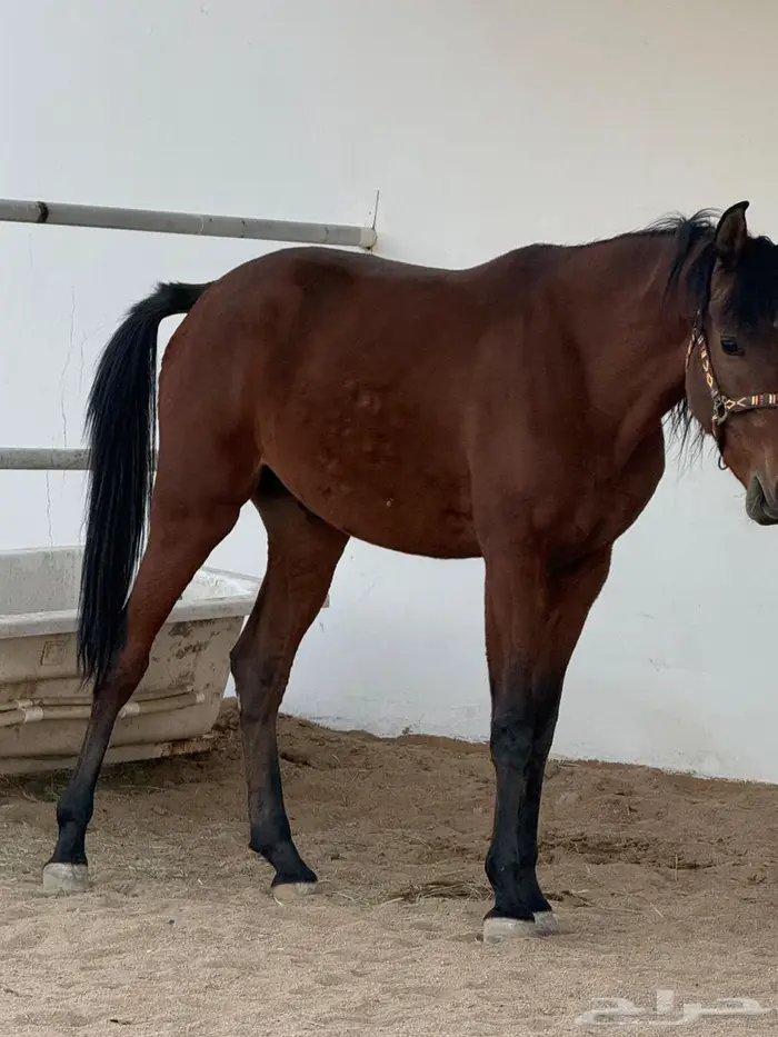 مهر واهو للبيع 1