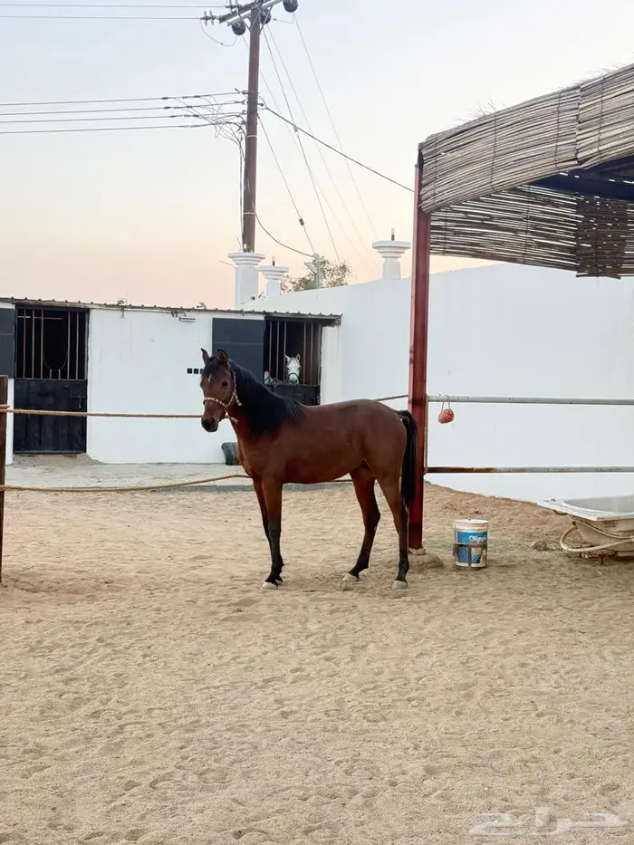 مهر واهو للبيع 2