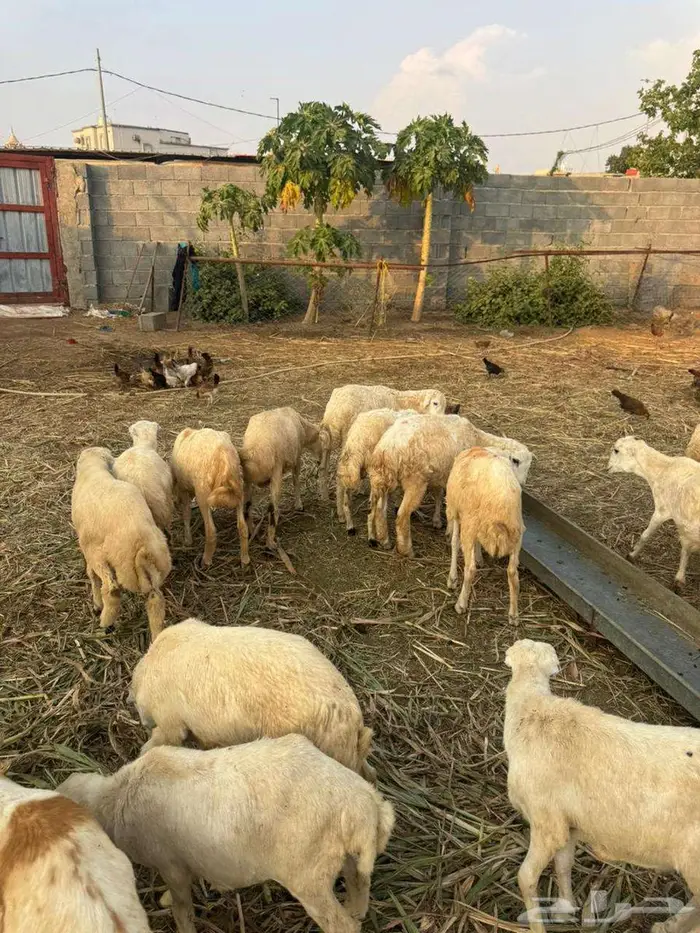 خرفان تربية بلدي 1