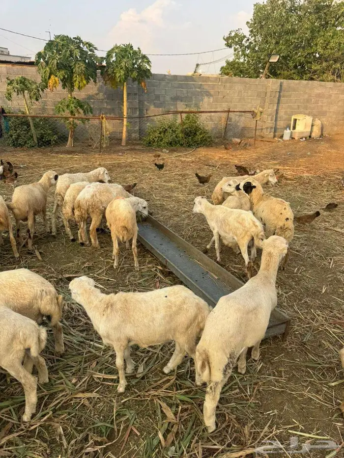 خرفان تربية بلدي 0