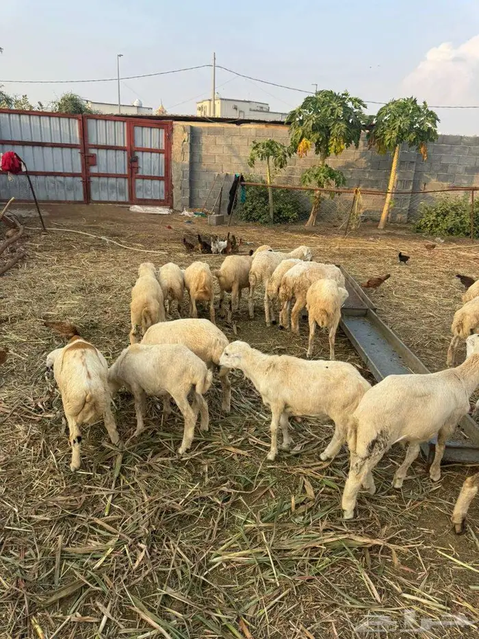 خرفان تربية بلدي 3