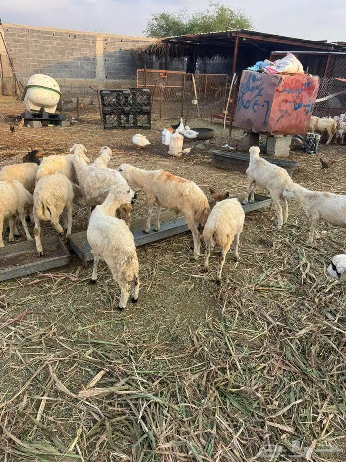 خرفان تربية بلدي 2