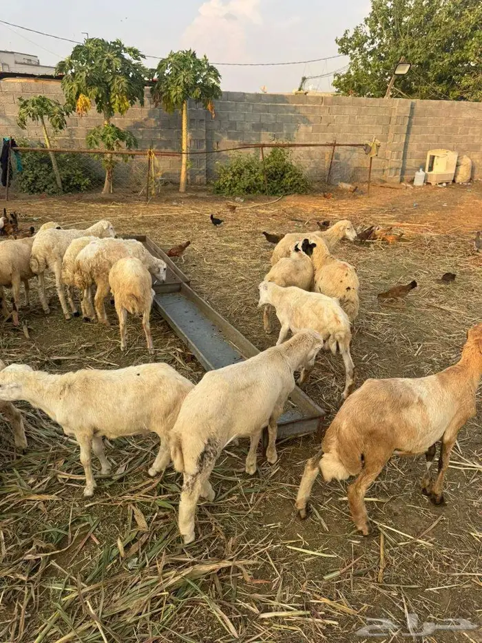 خرفان تربية بلدي 4