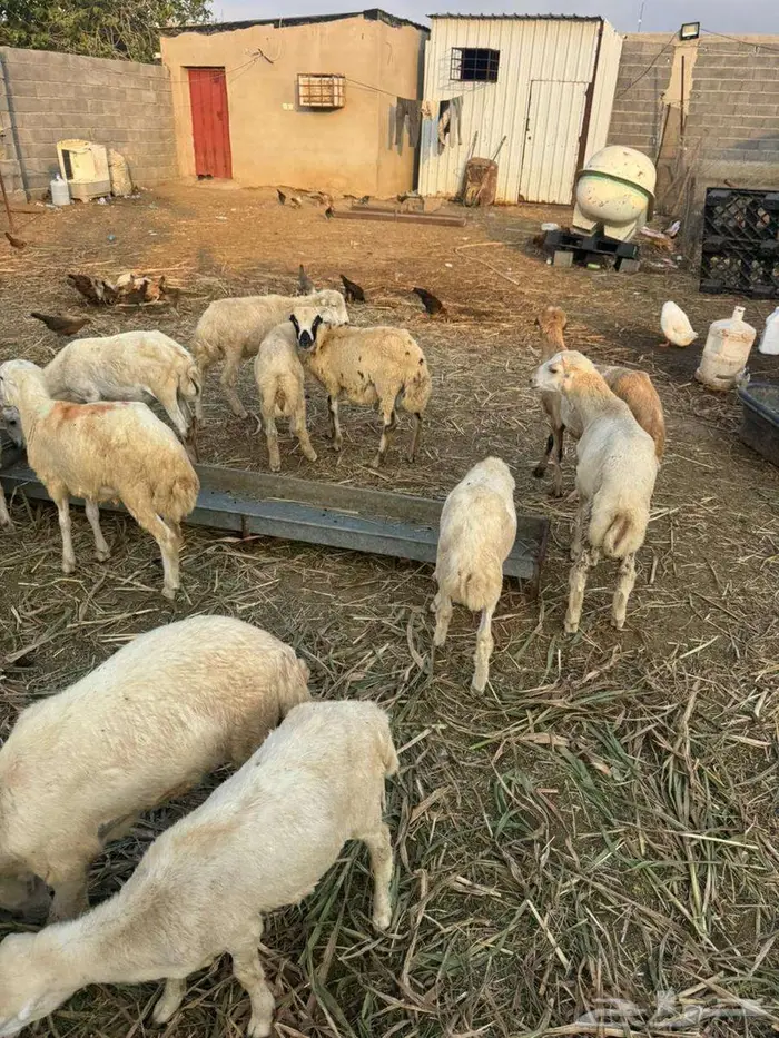 خرفان تربية بلدي 5