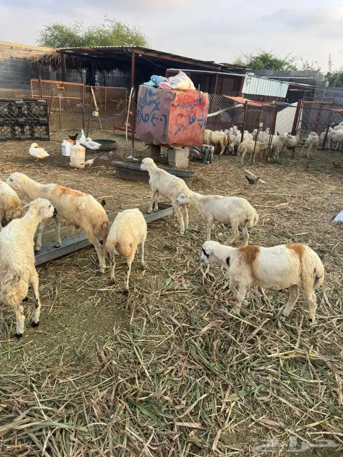 خرفان تربية بلدي 6