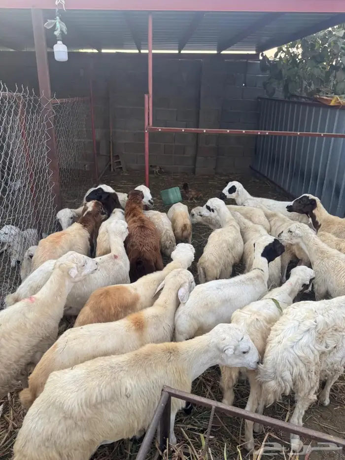 خرفان تربية وذبح بلدي 1