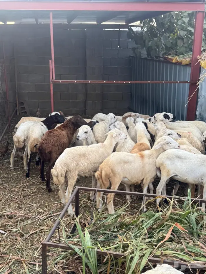 خرفان تربية وذبح بلدي 0