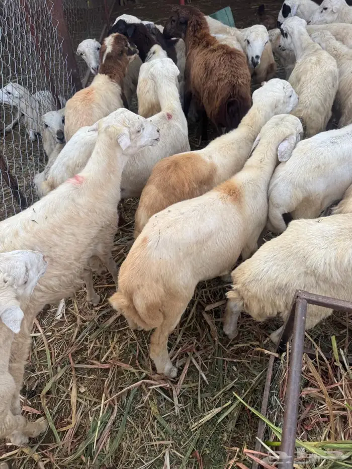 خرفان تربية وذبح بلدي 2