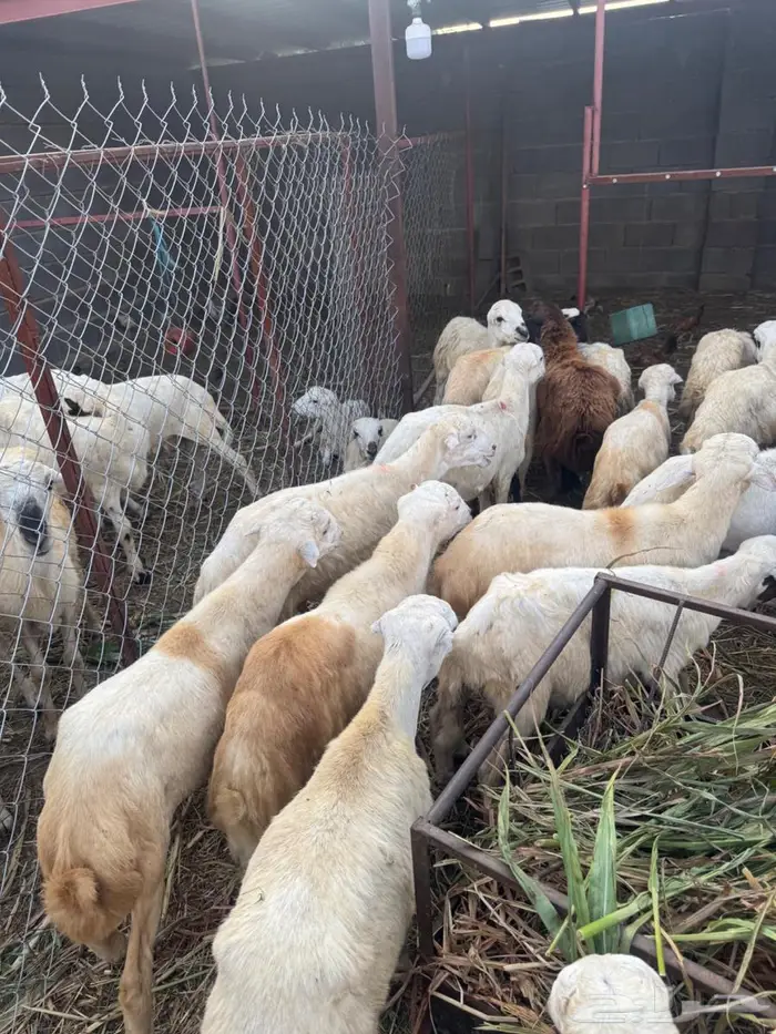 خرفان تربية وذبح بلدي 3