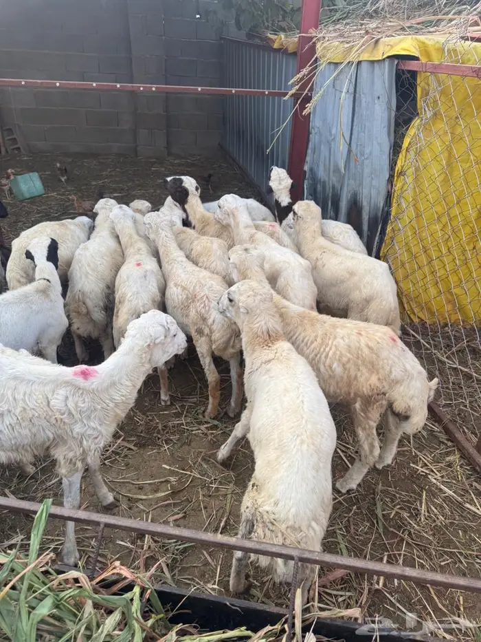 خرفان تربية وذبح بلدي 4