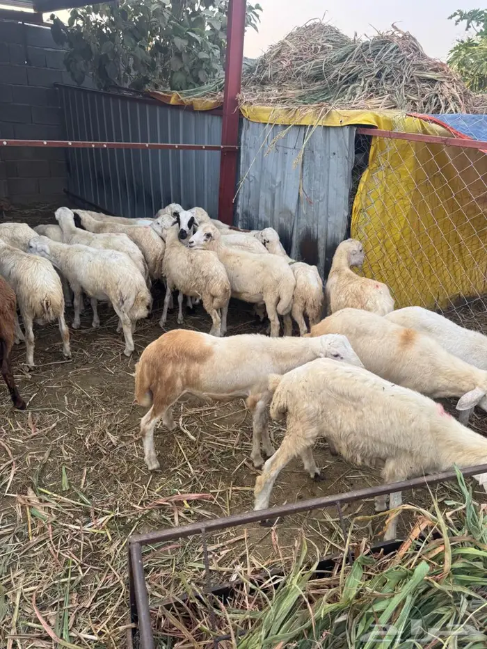 خرفان تربية وذبح بلدي 6