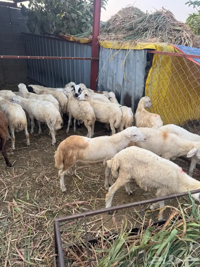 خرفان تربية وذبح بلدي 7