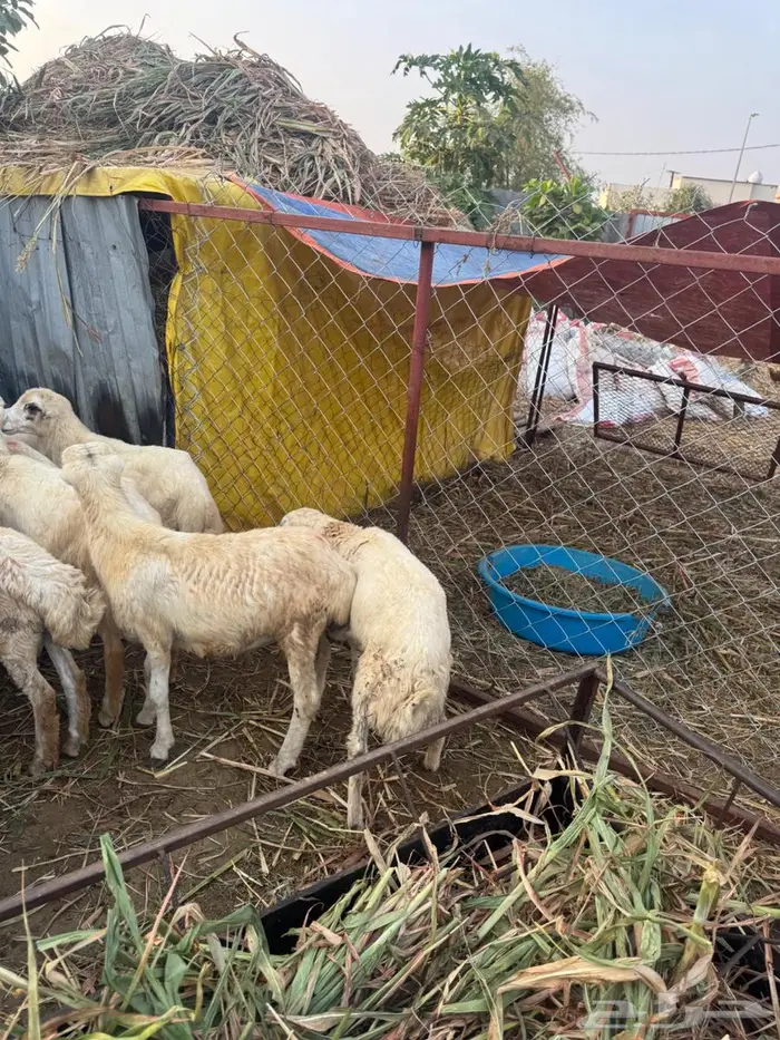 خرفان تربية وذبح بلدي 8