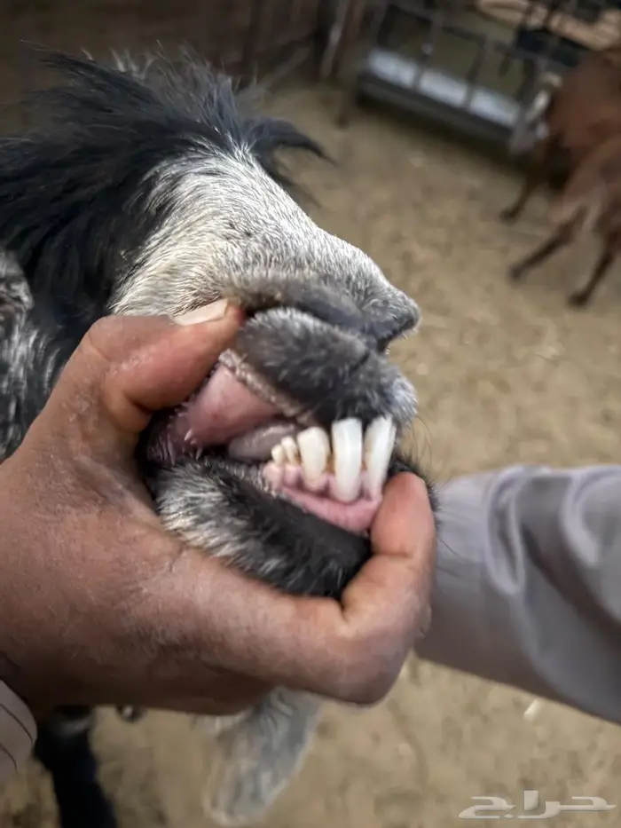 للبيع تيس فحل عارضي 0