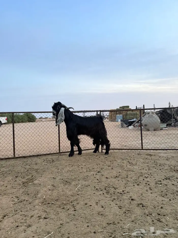 للبيع تيس فحل عارضي 1